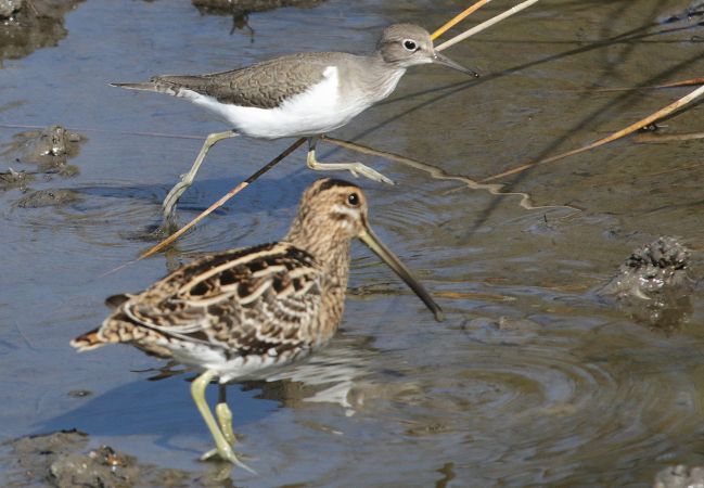 Chevalier guignette  - Maurice Annie Gasperini