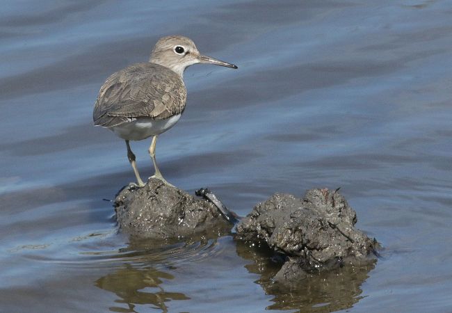 Chevalier guignette  - Maurice Annie Gasperini