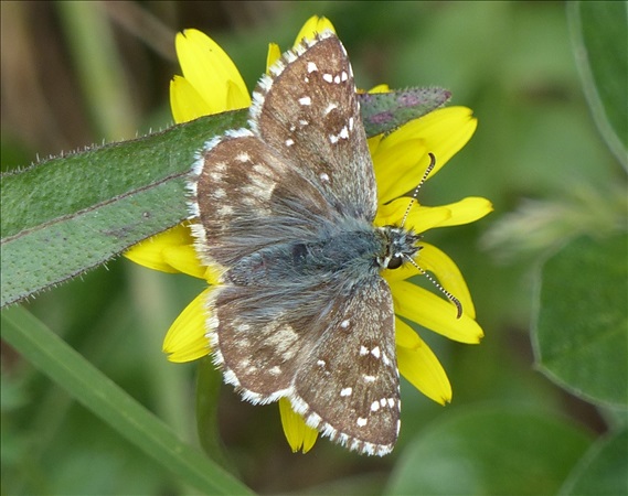 Oberthür's Grizzled Skipper  - Mathieu Pélissié