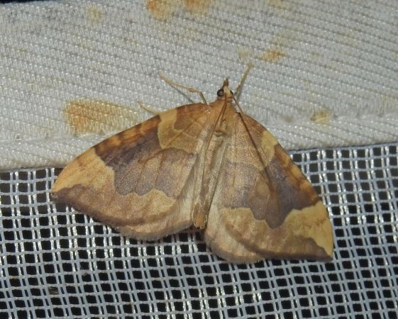 Eulithis populata  - Jean-Pierre Lamoline