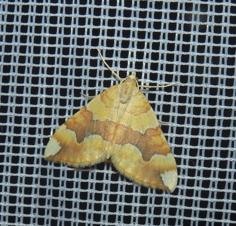 Cidaria fulvata  - Jean-Pierre Lamoline
