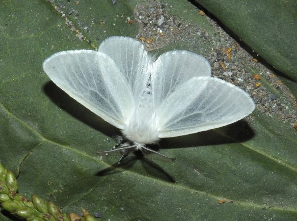 Bombyx du Saule  - Jean-Pierre Lamoline
