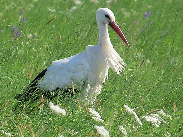 Cigogne blanche  - Mickael Lajoie