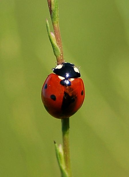 Coccinelle à sept points  - Lucas Benaiche