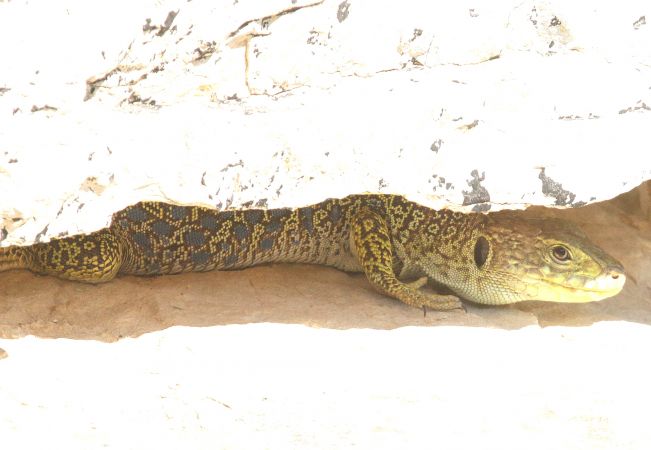 Lézard ocellé  - Maurice Annie Gasperini