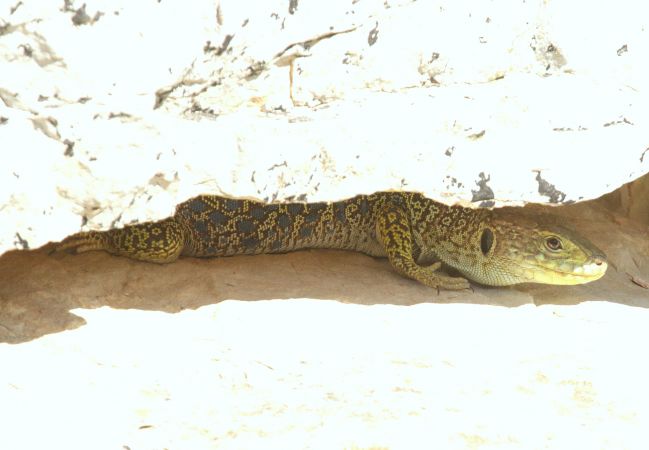Lézard ocellé  - Maurice Annie Gasperini