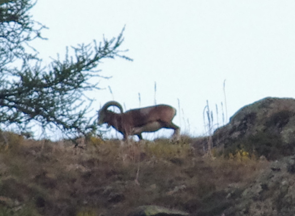 Mouflon méditerranéen  - Jean-Christian Piques