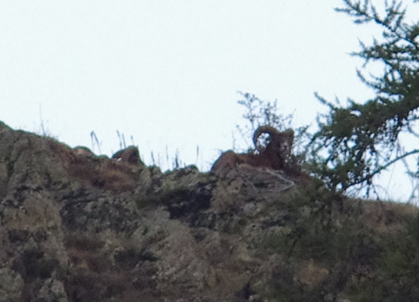 Mouflon méditerranéen  - Jean-Christian Piques