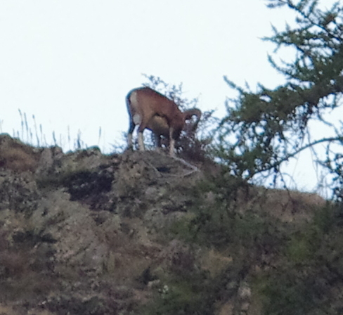 Mouflon méditerranéen  - Jean-Christian Piques