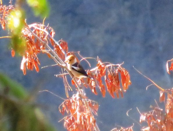 Grosbec casse-noyaux 