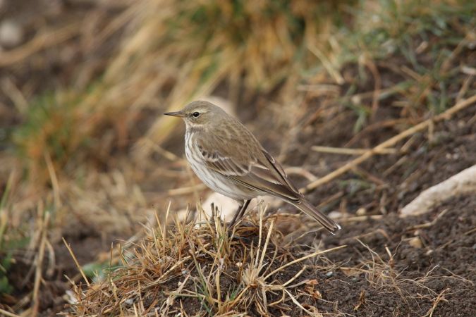 Pipit spioncelle  - Yves et Margareth Veret
