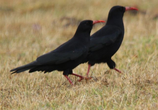 Crave à bec rouge  - Yves et Margareth Veret