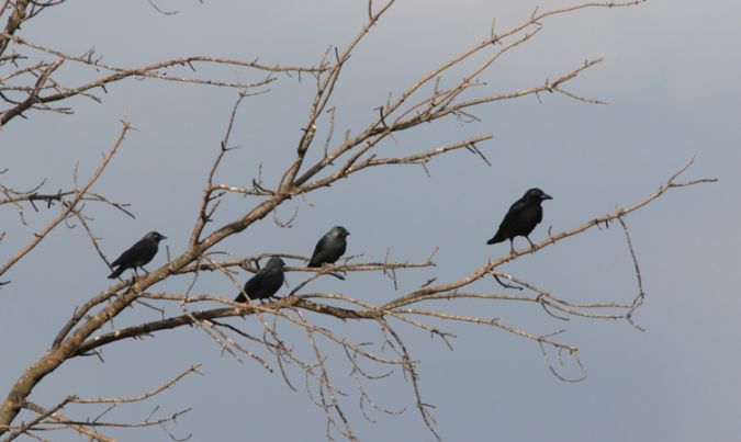 Western Jackdaw  - Albert Galzin