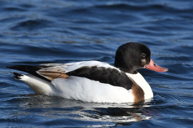 Common Shelduck  - Christian Bury