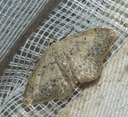 Scopula marginepunctata  - Jean-Pierre Lamoline