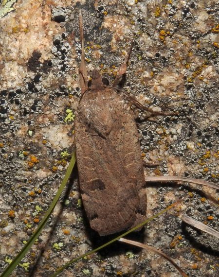 Noctua orbona  - Jean-Pierre Lamoline