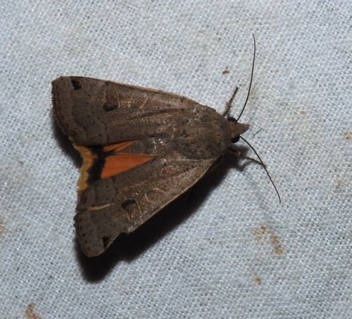 Noctua orbona  - Jean-Pierre Lamoline