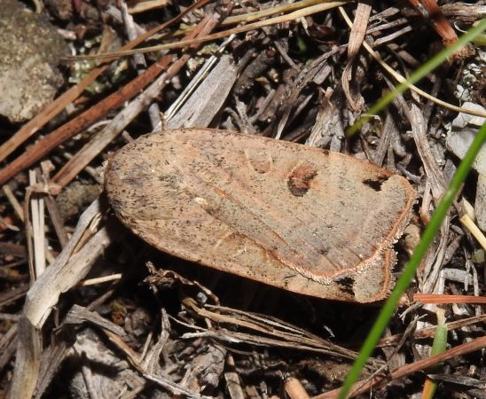 Noctua orbona  - Jean-Pierre Lamoline