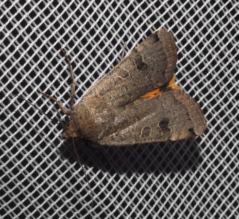 Noctua orbona  - Jean-Pierre Lamoline