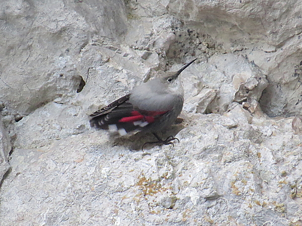 Wallcreeper  - Mickael Lajoie