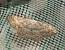 Scopula marginepunctata  - Jean-Pierre Lamoline