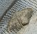 Scopula marginepunctata  - Jean-Pierre Lamoline
