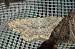 Scopula marginepunctata  - Jean-Pierre Lamoline