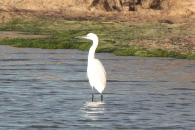 Little Egret  - Dominique Huez