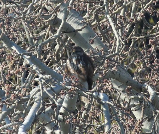 Buse variable  - Guy Lemaire