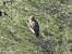 Buse variable  - Guy Lemaire