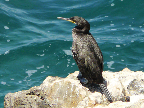Cormoran huppé de Méditerranée  - Patrick Höhener