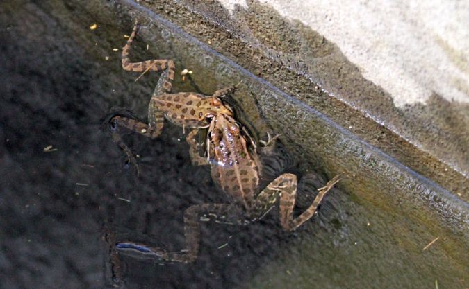 Grenouille de Perez / de Graf  - André Schont