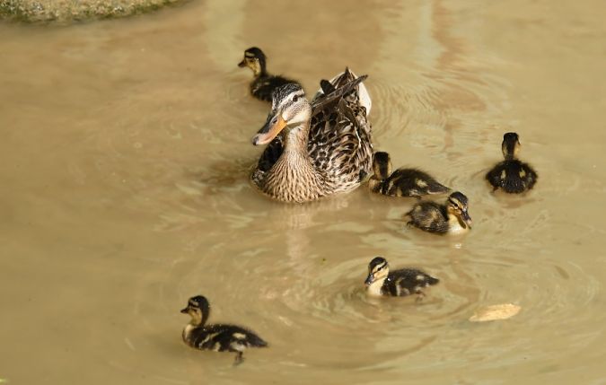 Canard colvert  - Bernard Ginesy