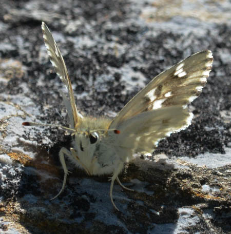 Marbled Skipper  - Michel Colombe