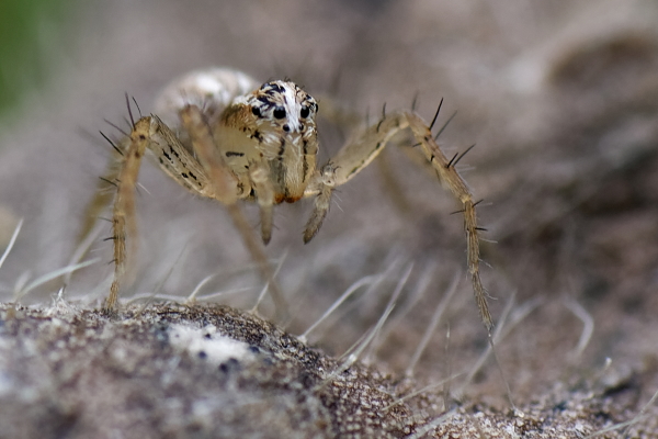 Araignée-Lynx indéterminée  - Bernard Nogues