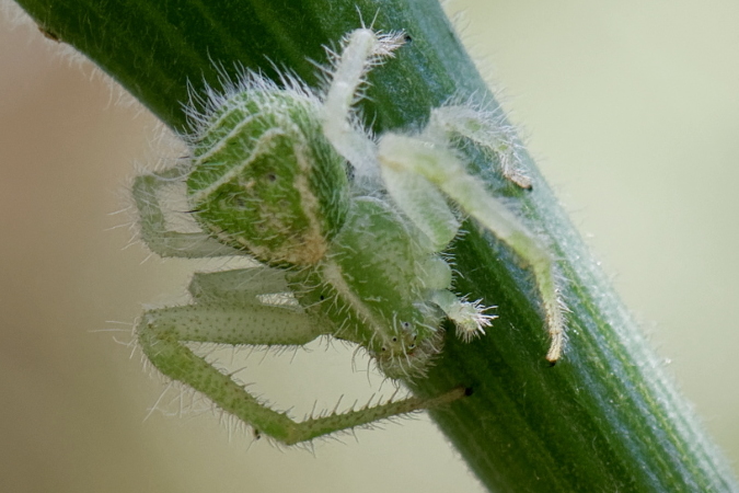 Heriaeus hirtus  - Bernard Nogues