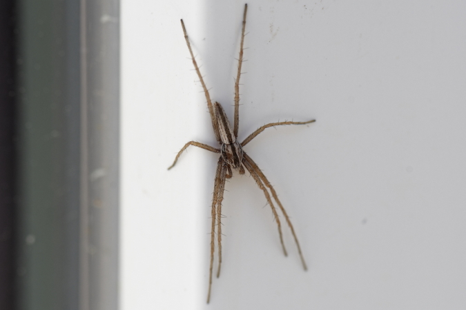 Tibellus sp.  - Bernard Nogues