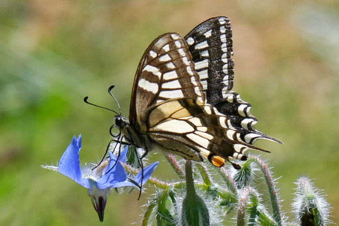 Machaon  - Bernard Nogues