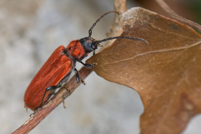 Pyrrhidium sanguineum  - Bernard Nogues