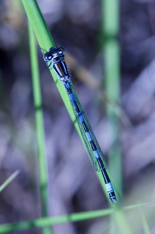 Agrion de Mercure  - Gil Jacotot