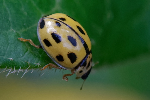 Coccinelle à damier  - Bernard Nogues