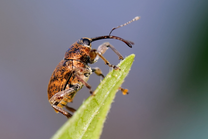Curculio sp.  - Bernard Nogues