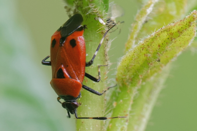 Deraeocoris punctum  - Bernard Nogues