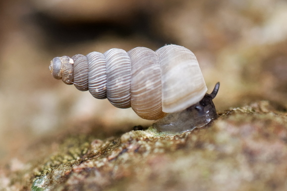 Cochlostoma sp.  - Bernard Nogues