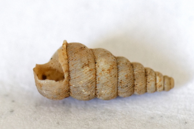 Cochlostoma sp.  - Bernard Nogues