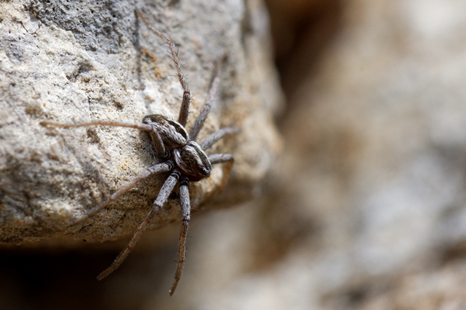 Thanatus vulgaris  - Bernard Nogues