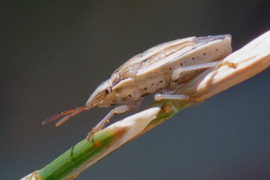 Aelia acuminata  - Bernard Nogues