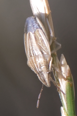 Aelia acuminata  - Bernard Nogues