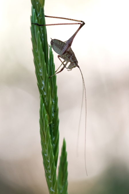 Phaneroptera indéterminé (Phanéroptère)  - Bernard Nogues