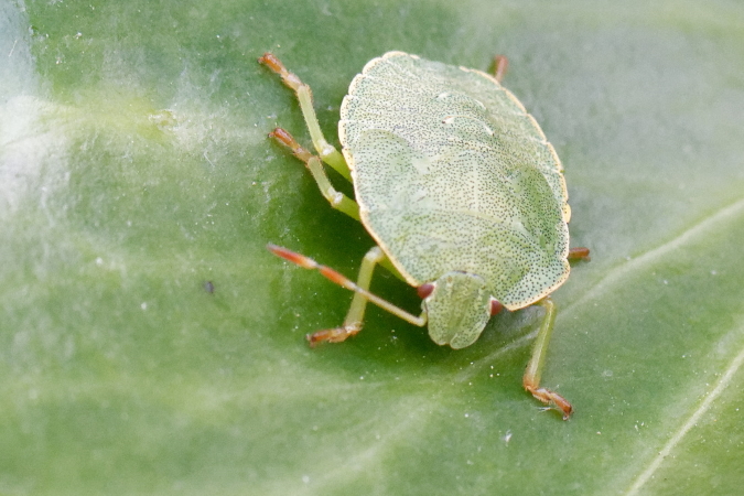 Palomena prasina  - Bernard Nogues